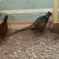 مرغ خروس زیبا|حیوانات مزرعه|سنگر, |دیوار