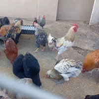 خروس و اردک|حیوانات مزرعه|فریمان, |دیوار