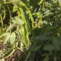 باقلا زود راس دوهکتار هفت بند گرگان هستم