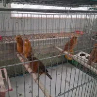 فروش60عددقناری|پرنده|باغ بهادران, |دیوار