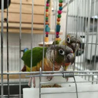 جفت گرینچیک دستی|پرنده|شهریار, شهرک وائین|دیوار