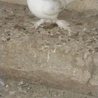 یه دونه کبوتر ماده پابر به فروش می رسد