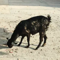 بز دوقلو زا نژاد دار یکماه ابستن|حیوانات مزرعه|ایلام, |دیوار