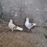 یک جفت جونه پلنگ نباتی