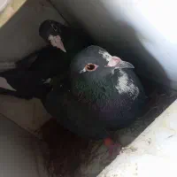 دوجفت پلنگ خوشگل|پرنده|کرمان, |دیوار