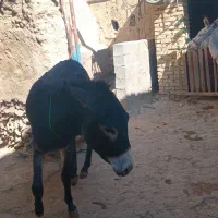 دوعدد الاغ نر و ماده جوان|حیوانات مزرعه|قره چای, |دیوار