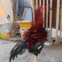 خروس لاری