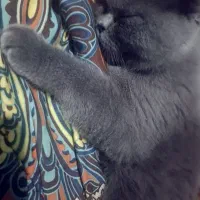 جفت گربه نر