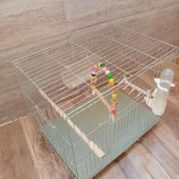 قفس پرنده|لوازم جانبی حیوانات|پاکدشت, پاکدشت (مامازند)|دیوار