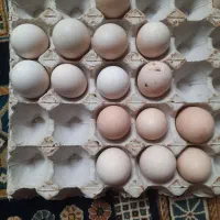 تخم مرغ نطفه دار گلین ومحلی