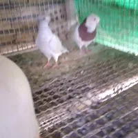 طوقی نروشامی ماده