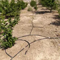 کارگر باغ دو نفر هستیم