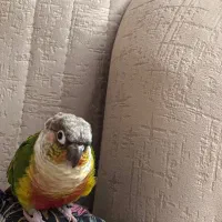 طوطی گرینچیک|پرنده|تهران, جوادیه تهرانپارس|دیوار