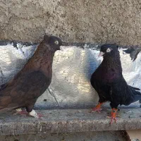 کفتر