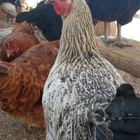 فروش تعدادی مرغ تخمگذار درجه۱