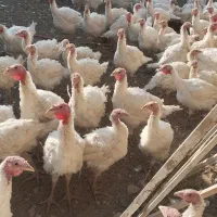 بوقلمون بیوتی|حیوانات مزرعه|پیرانشهر, |دیوار