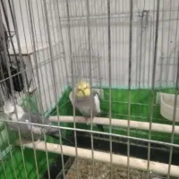 عروس هلندی جفت|پرنده|فشاپویه, |دیوار