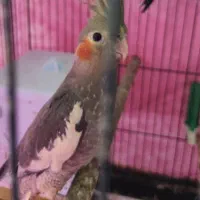 کوکاتیل(عروس) نر جوان|پرنده|رشت, خمیران زاهدان|دیوار