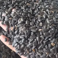 آفتابگردان روغنی بوجار شده|خوردنی و آشامیدنی|کلاله, |دیوار