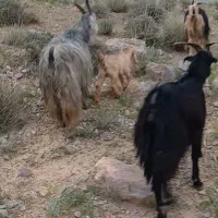 فروش نقدی 30راس بز داشتی