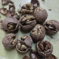 گردو پوست کاغذی|حراج|رودهن, |دیوار