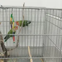 طوطی برزیلی