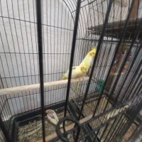 ۶عدد عروس هلندی جوان|پرنده|بندر انزلی, معلم|دیوار