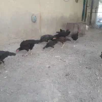 مرغ جوجه خروس لاری محلی دورگه روستایی|حیوانات مزرعه|بناب, |دیوار