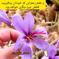 بذر زعفران