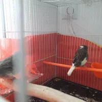 قناری ماده آماده. تخم خاکی کرده|پرنده|مشهد, نوید|دیوار