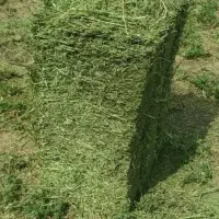 یونجه خشک