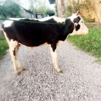 ورزا  لوکس  چالوسی