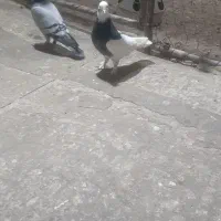 کبوتر صید به شرط