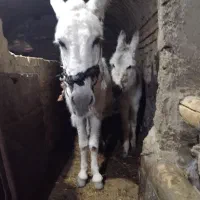 خر ارام و گله ای