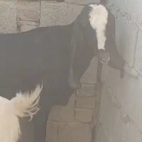 بز دو رگ پنجاب