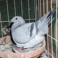 جفت عراق از نژاد شماره 1سرعت