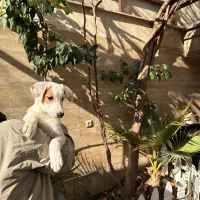 واگذاری سگ جک راسل|سگ|تهران, هروی|دیوار