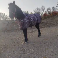 اسب کرد 2 ساله