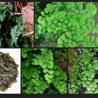 پر سیاوشان ریحون خشک فل فل تند خ لا ل سیر