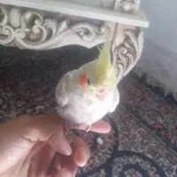 عروس هلندی سخنگو معاوضه ای