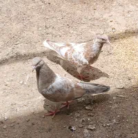 فروش کله ای