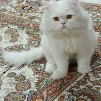واگذاری گربه پرشین اصیل