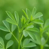 یونجه پرس شده