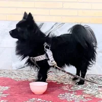 سگ پامر روباهی ماده|سگ|یزد, |دیوار