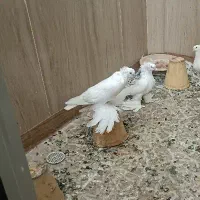 کبوتر سفید پاپر کاکلی