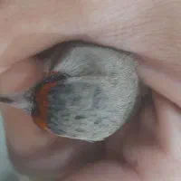 سهره دورگ ماده بشرط تخم و جوجه