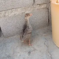جوجه بوقلمون
