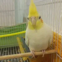 جفت عروس هلندی لوتینو