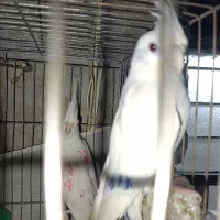 فروش عروس هلندی