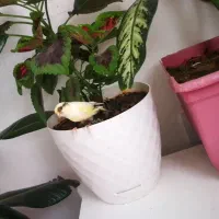 قناری نر خوش صدا خوش رنگ زیبا اهلی معاوضه|پرنده|سیلوانه, |دیوار